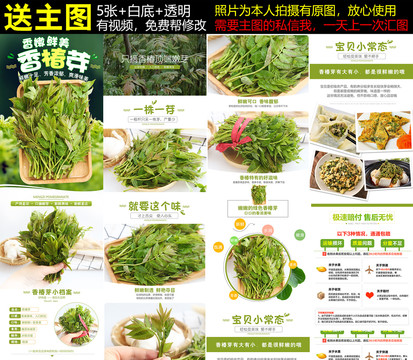 綠香椿芽詳情