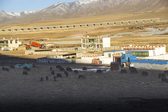 藏区牧民人家