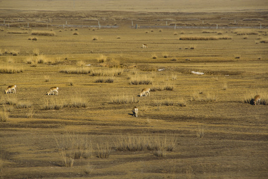 野生藏羚羊
