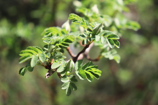 绿色植物花蕾图片