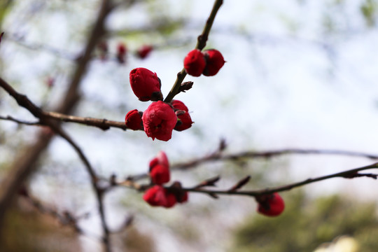 桃花图片