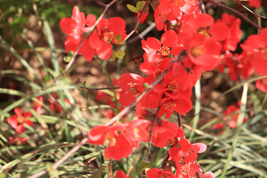 桃花蜜蜂图片