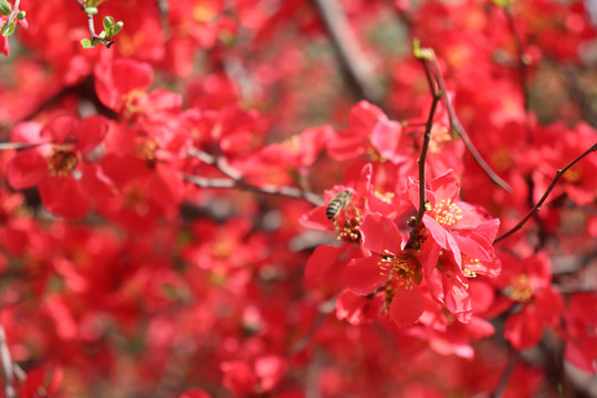 桃花蜜蜂图片