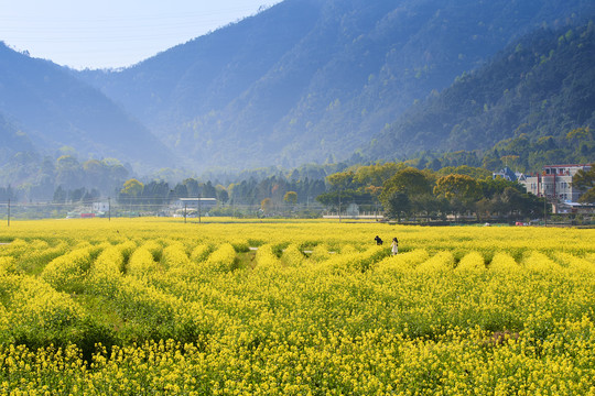 油菜花