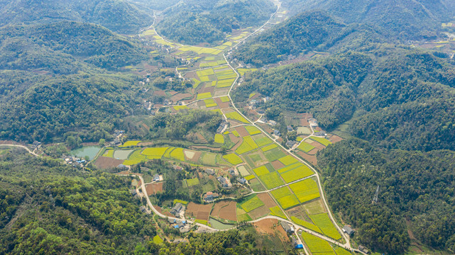 乡村油菜花航拍图