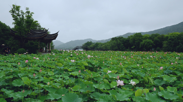 荷花池