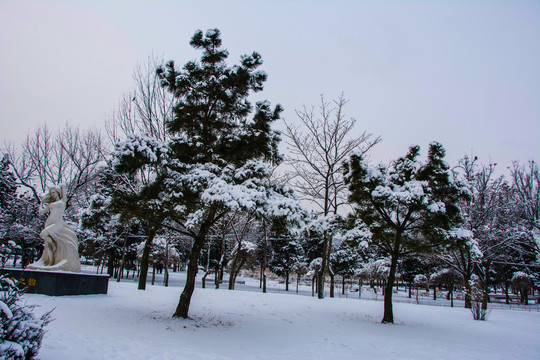 两棵披雪的松树与雪地