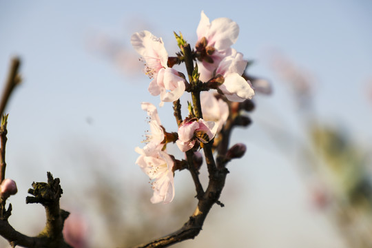 桃花