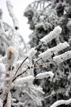 雪松冰挂