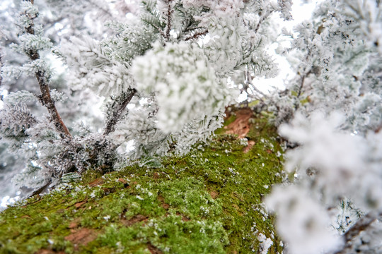 松树积雪