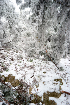 雪松冰挂