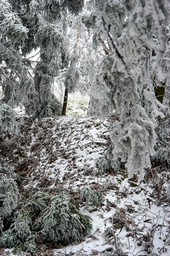 雪松冰挂