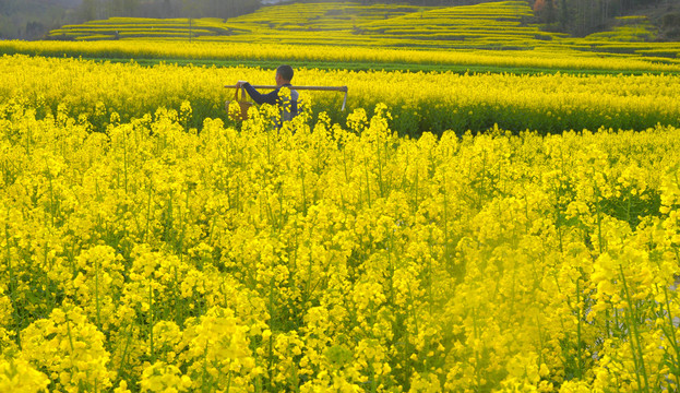 油菜花