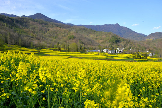 油菜花