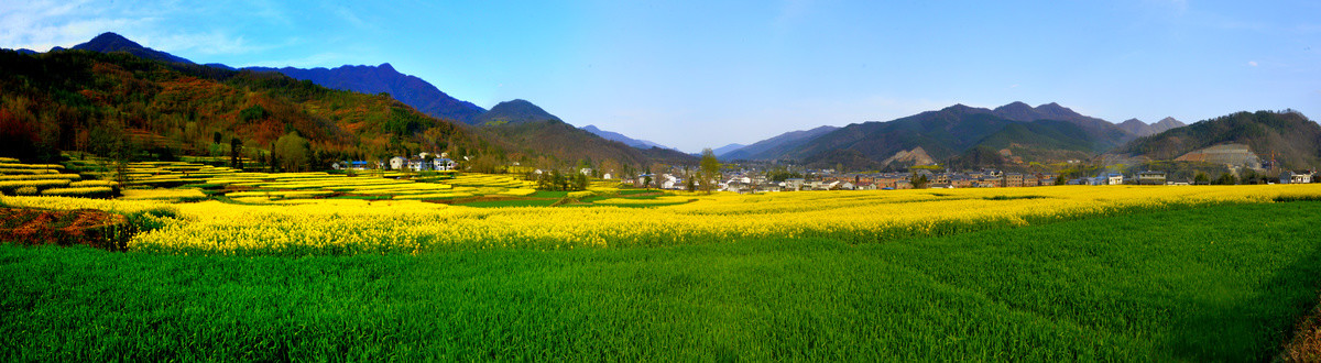 油菜花