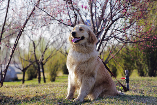 金毛犬