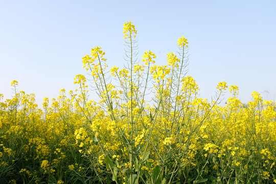 油菜花