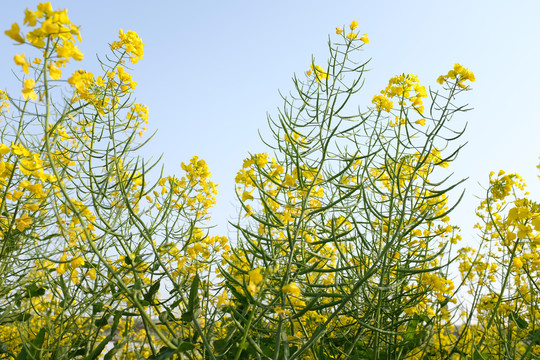 油菜花