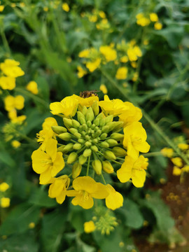 油菜花