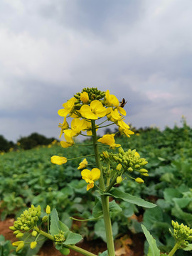 油菜花