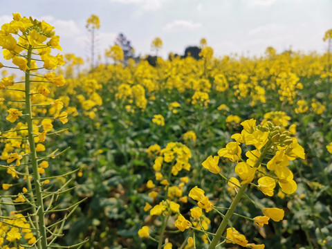 油菜花