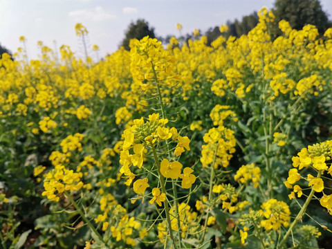 油菜花