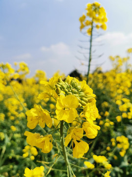 油菜花