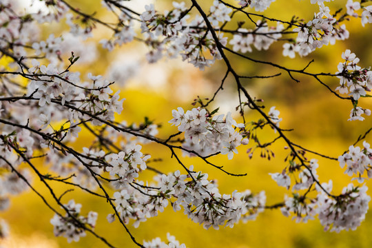 樱花