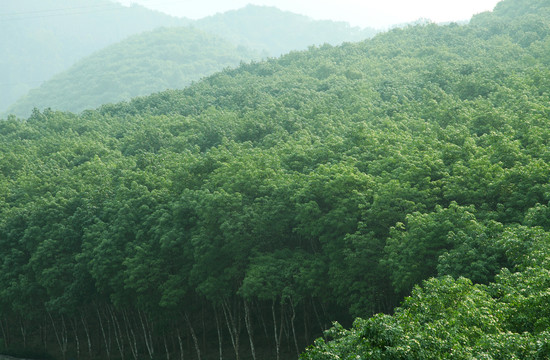 橡胶树