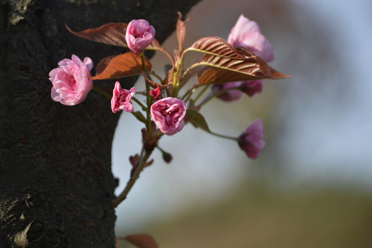 花蕾