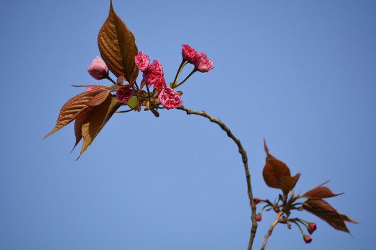 樱花