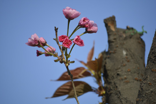 枯树生花