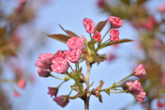 樱花