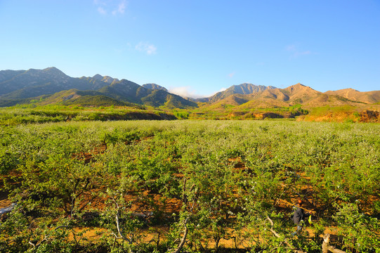 大面积苹果园