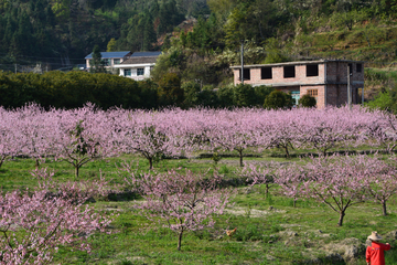 乡村黄桃园