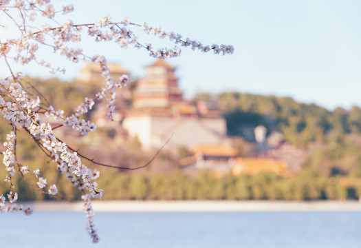 颐和园北京春天桃花开