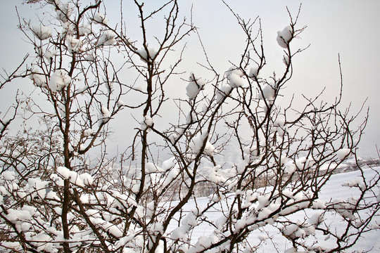 花椒树上的雪
