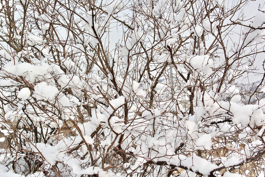 雪荆条