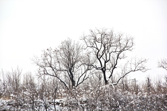雪下相依的两棵树