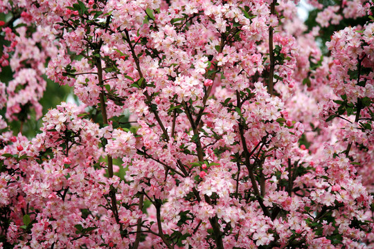 繁花满枝