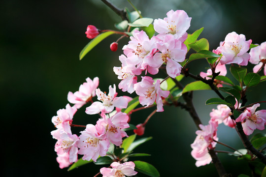 垂丝海棠花