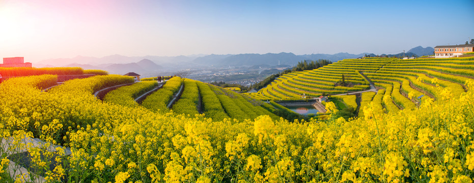 梯田油菜花全景图