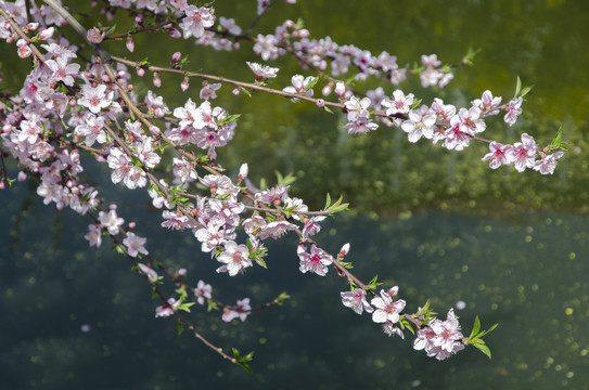 水面桃花