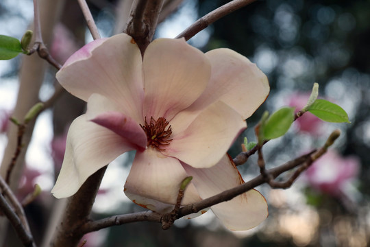 高清玉兰花素材