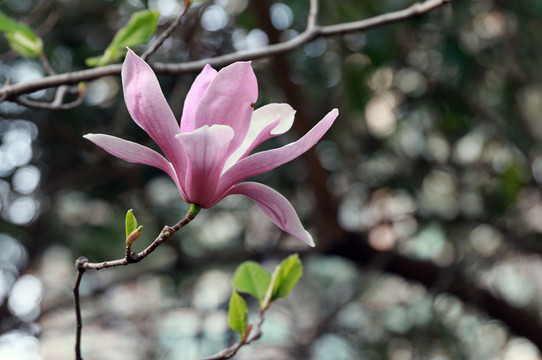 高清玉兰花素材