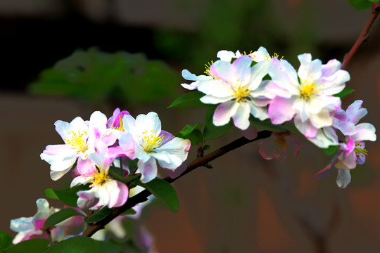 海棠花素材