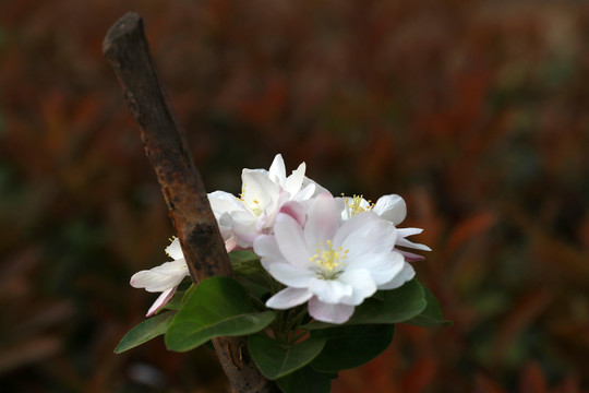 海棠花素材