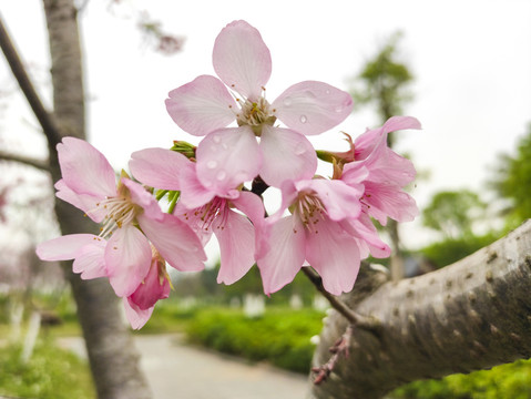 樱花