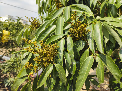 荔枝树