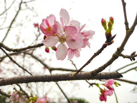 樱花